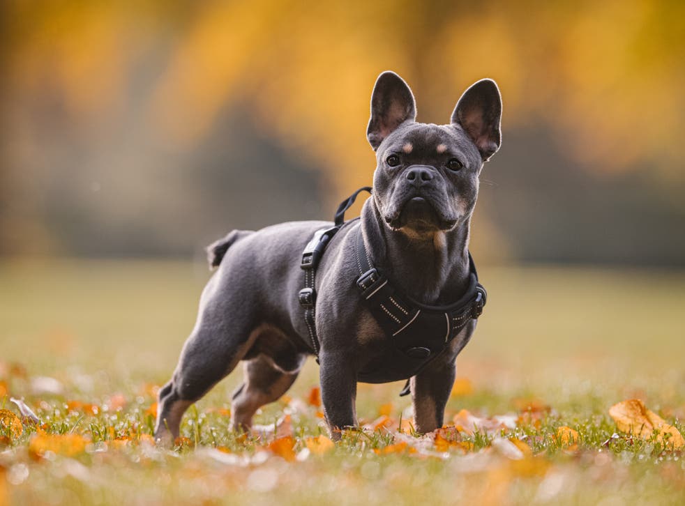 <p>French bulldogs are one of the most popular breeds of dogs targeted by thieves </p>