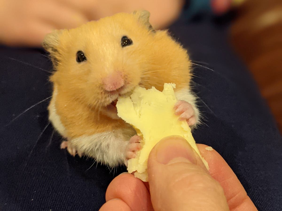 Pet hamster will only eat cheese from Waitrose | The Independent