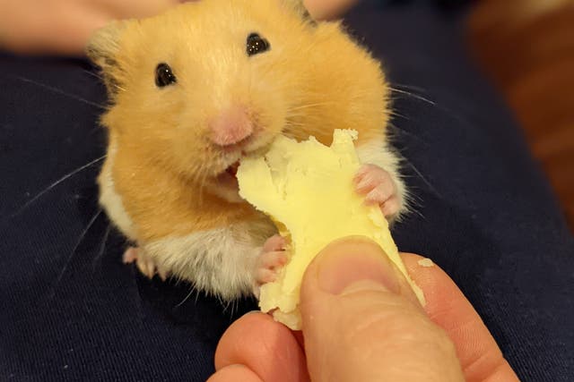 <p>Meet Toffee the hamster, who has developed a taste for the finer things in life and will now only eat cheese from the middle-class haven Waitrose</p>