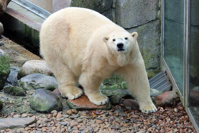 Victoria the polar bear has given birth to a second cub at Highland Wildlife Park (PA)
