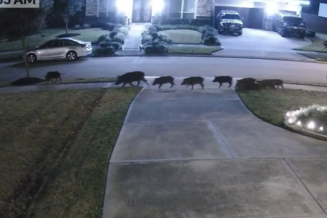 <p>Still footage from a home surveillance video shows a family of feral hogs invading the porch of a resident in a Texas neighbourhood </p>