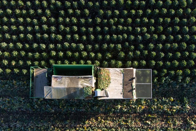 Brussels sprouts are harvested by workers as they prepare for the busy Christmas period at TH Clements vegetable growers near Boston in Lincolnshire. Picture date: Thursday December 16, 2021.