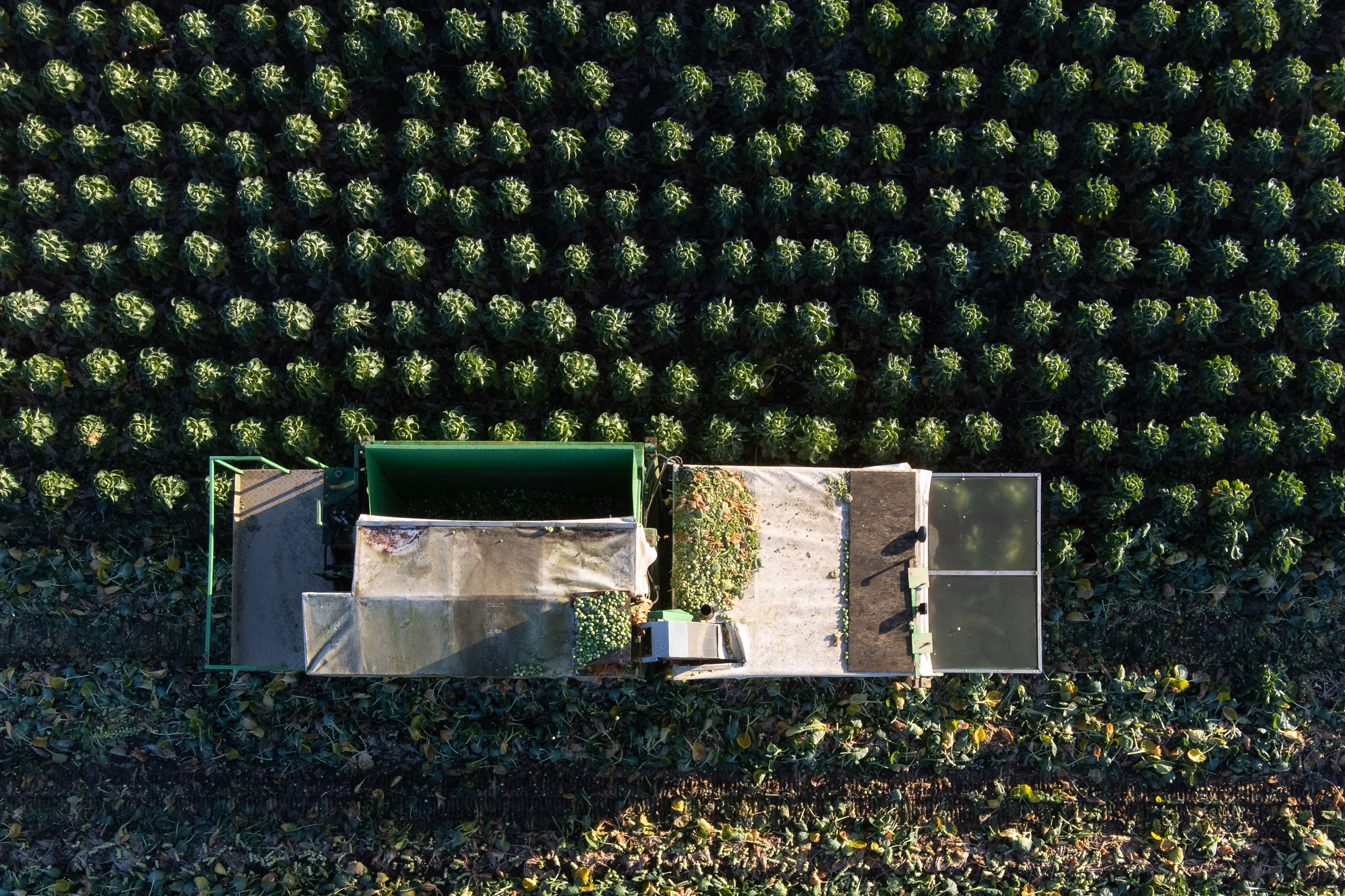 Bringing in the brussels sprout harvest