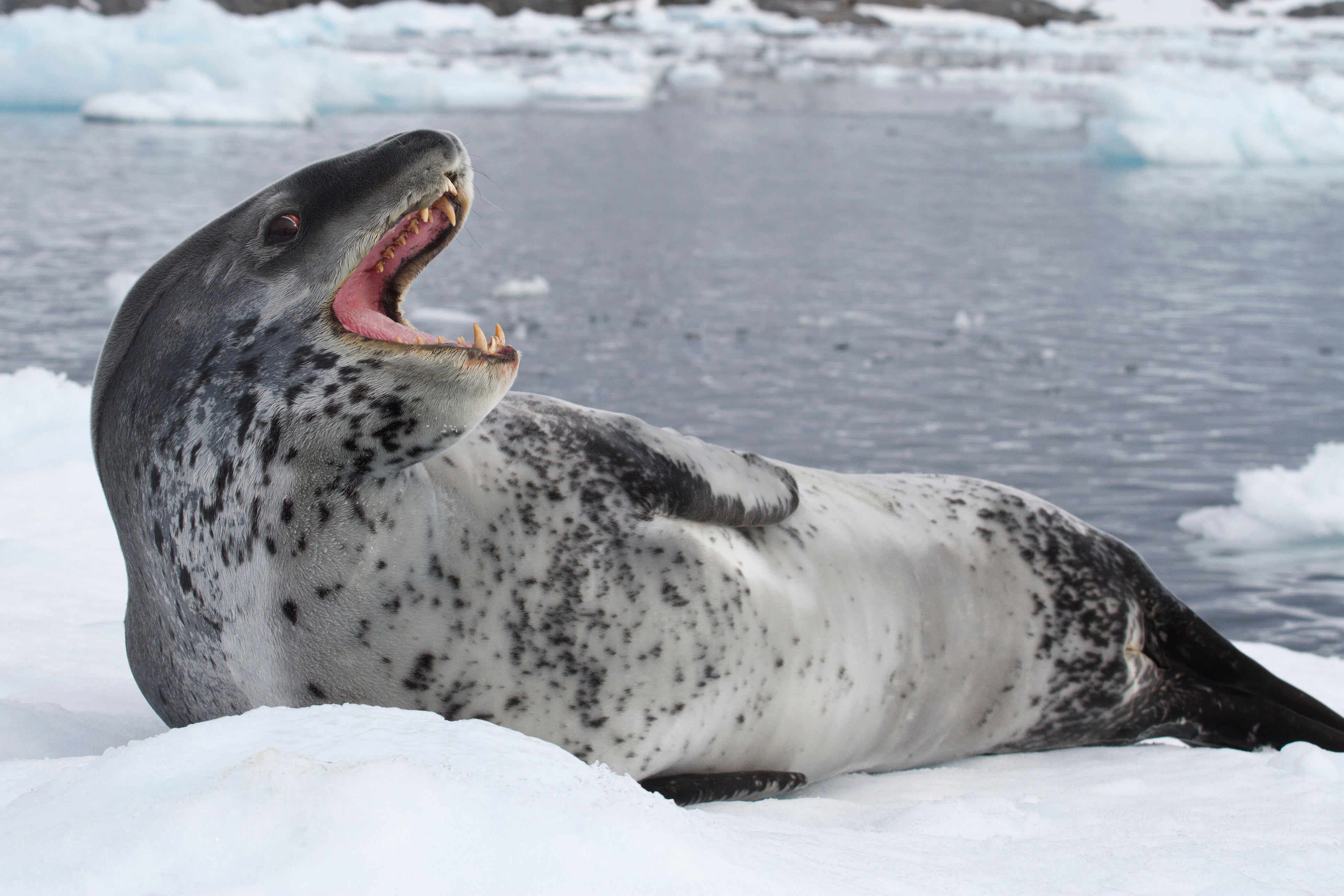 Leopard seals commonly prey on smaller fish, birds and mammals.