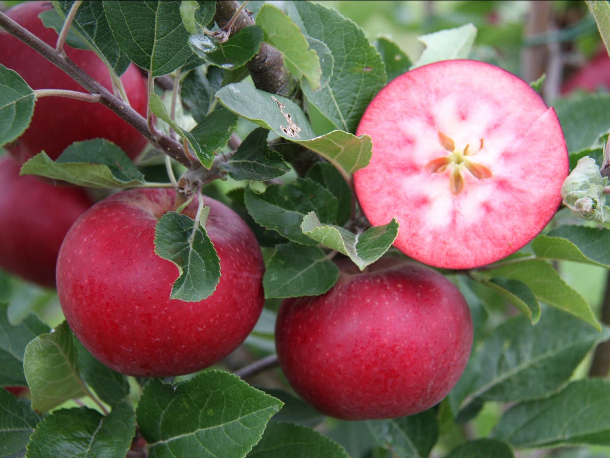 Royal Horticultural Society predict biggest gardening trends for 2022