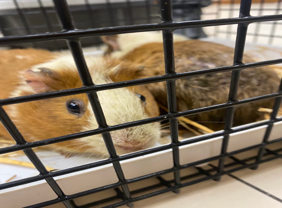 Two guinea pigs were left to die in a bag at the side of a road in Co Down (USPCA/PA)