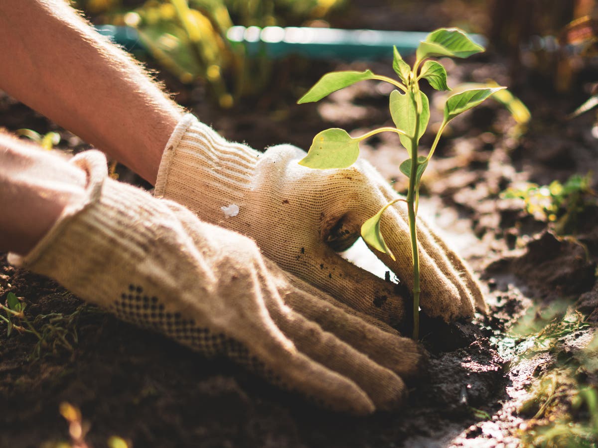 Gardening trends 2022: What is planet-friendly gardening?