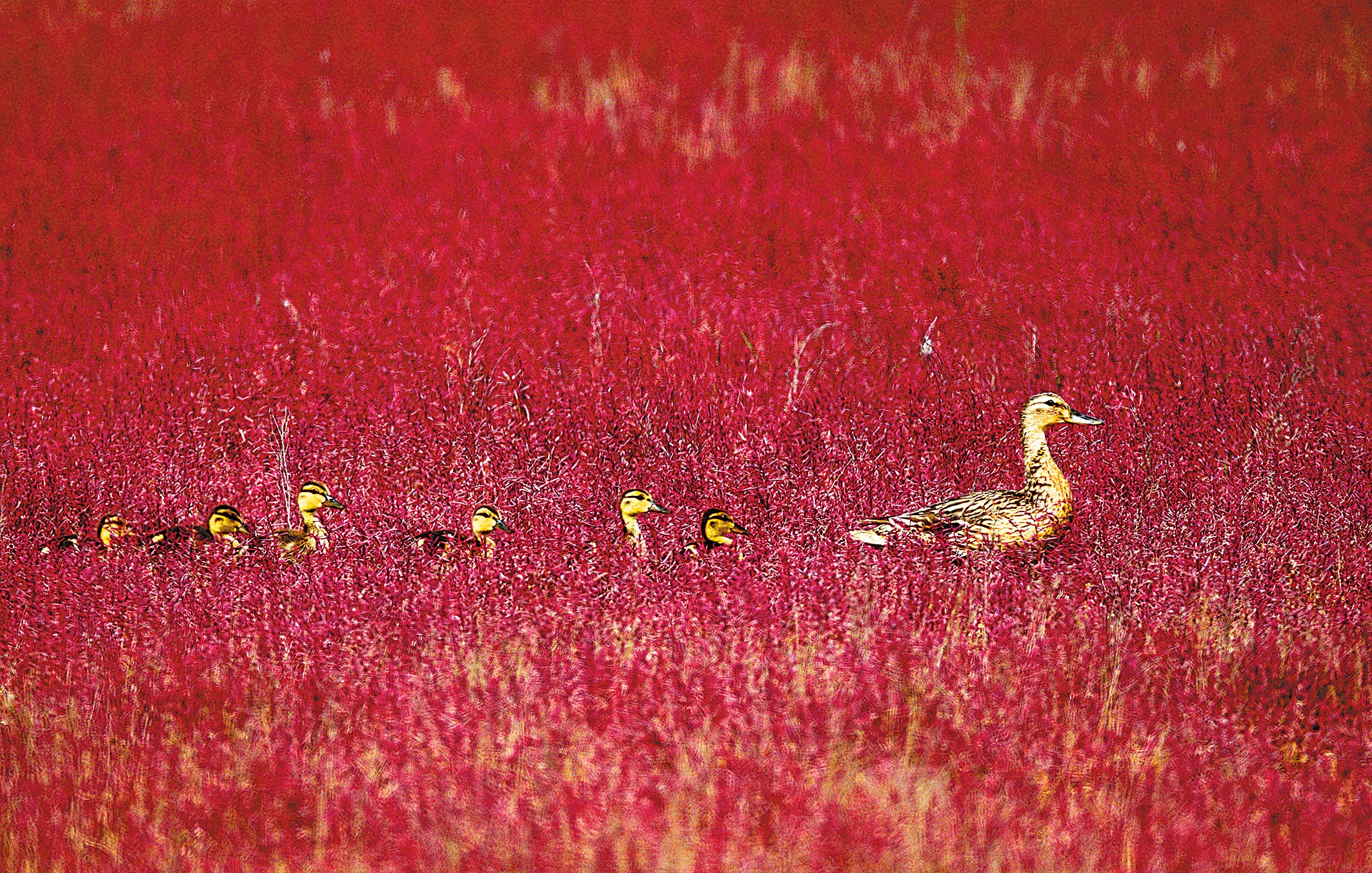 A mallard leads her ducklings on a walk through seagrass at the reserve