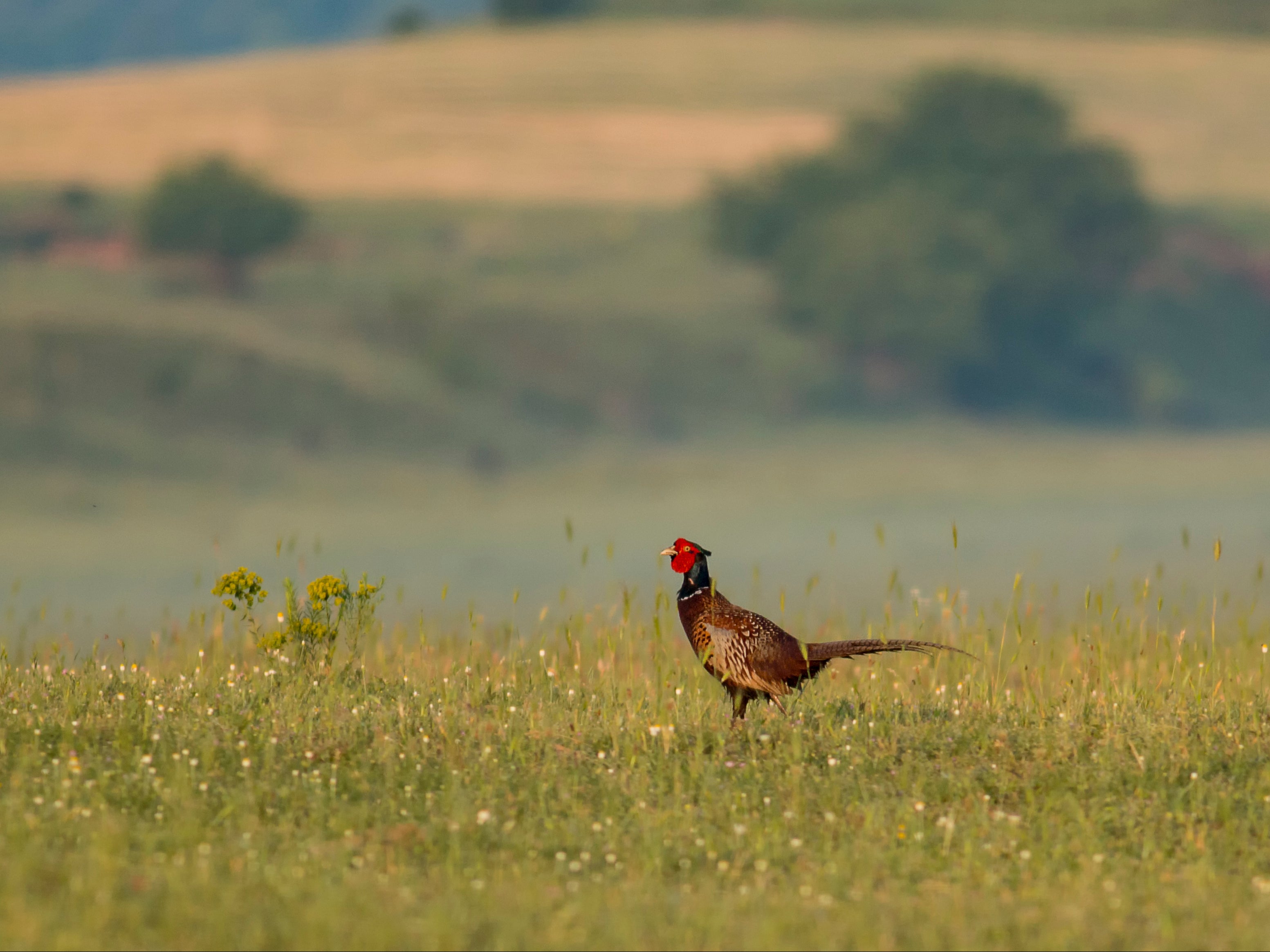 A pheasant sitting in a field