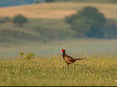 Pheasant meat sold at Waitrose contaminated with toxic lead, campaign group says