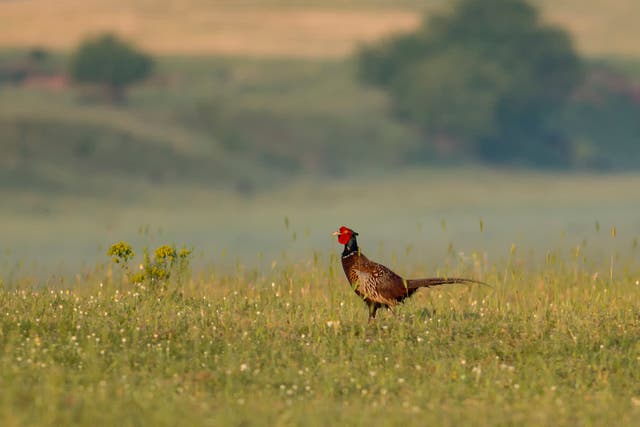 <p>A pheasant sitting in a field</p>