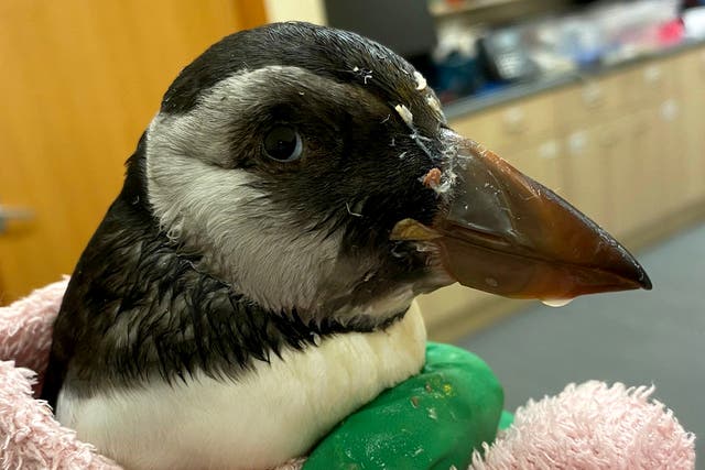 <p>A rescued puffin being nursed back to health at Flett and Carmichael vets in Orkney</p>