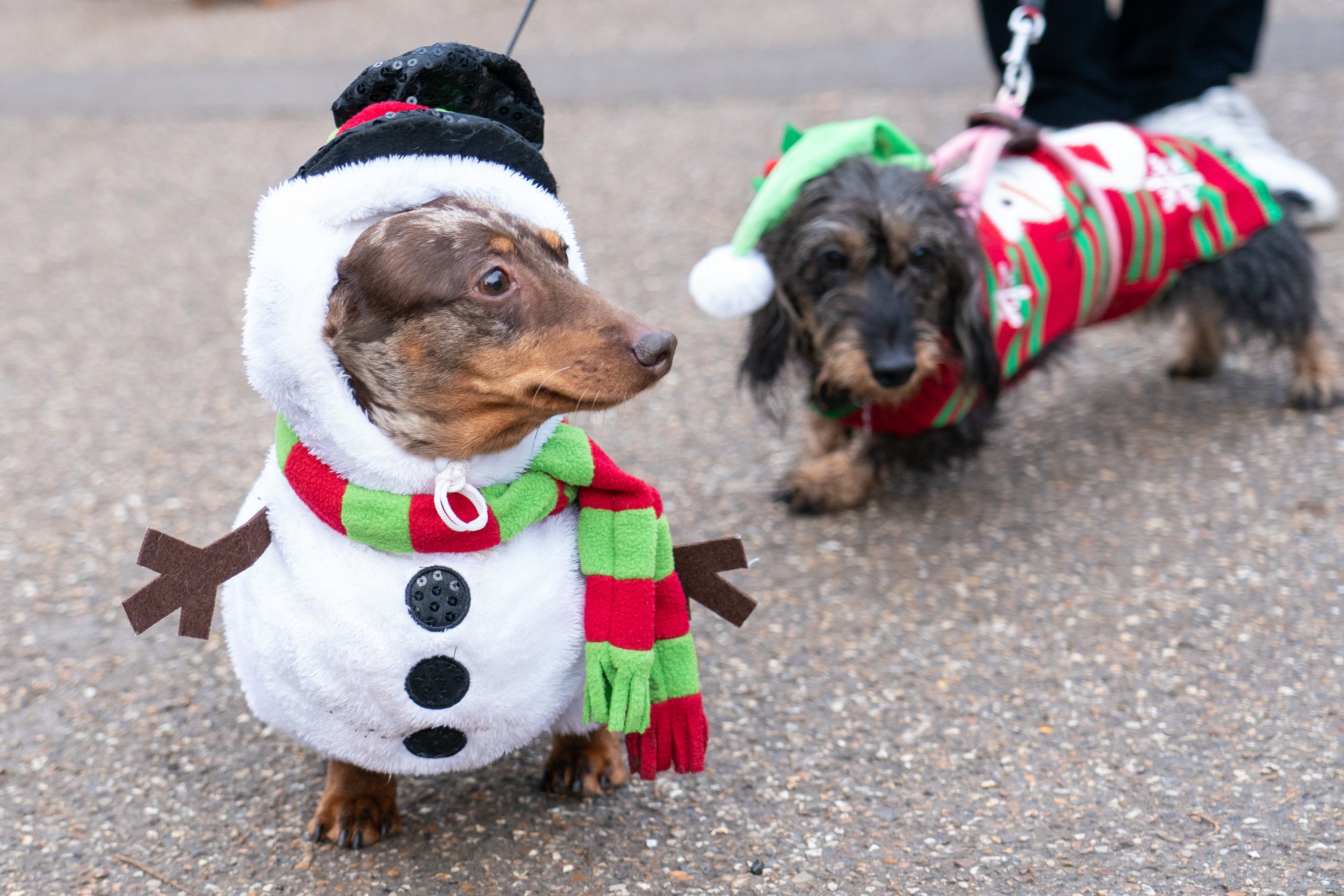 Bruno (left) dressed as a snowman for a festive walk at Hyde Park (PA)