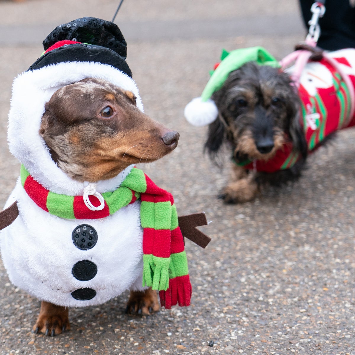 dachshund christmas dress Dachshund Dress Christmas