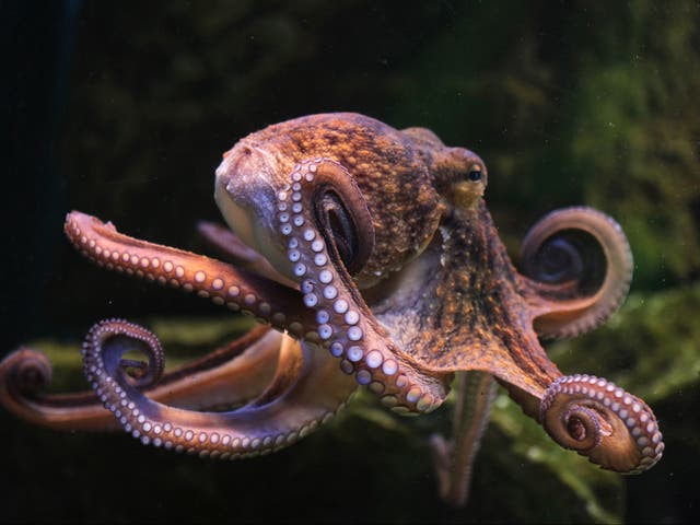 <p>‘Octopuses are extremely intelligent and extremely curious. And it’s well known they are not happy in conditions of captivity,’ says WWF’s Raul Garcia </p>