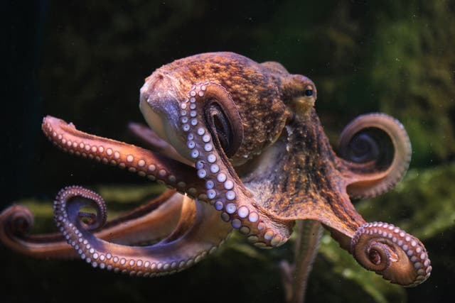 <p>‘Octopuses are extremely intelligent and extremely curious. And it’s well known they are not happy in conditions of captivity,’ says WWF’s Raul Garcia </p>