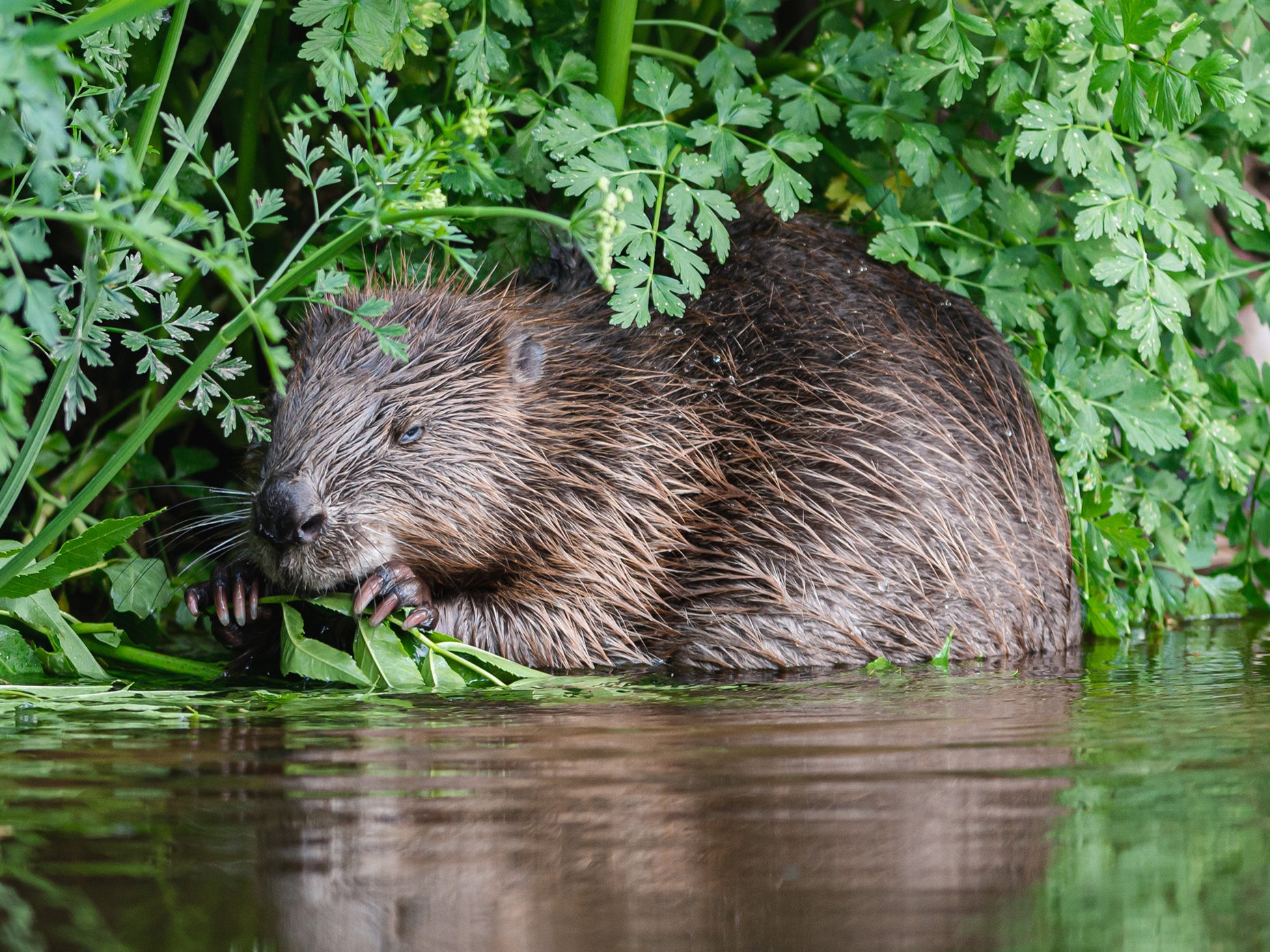 Beavers - hunted to extinction for its fur, glands and meat in the 16th century - are set to make a comeback