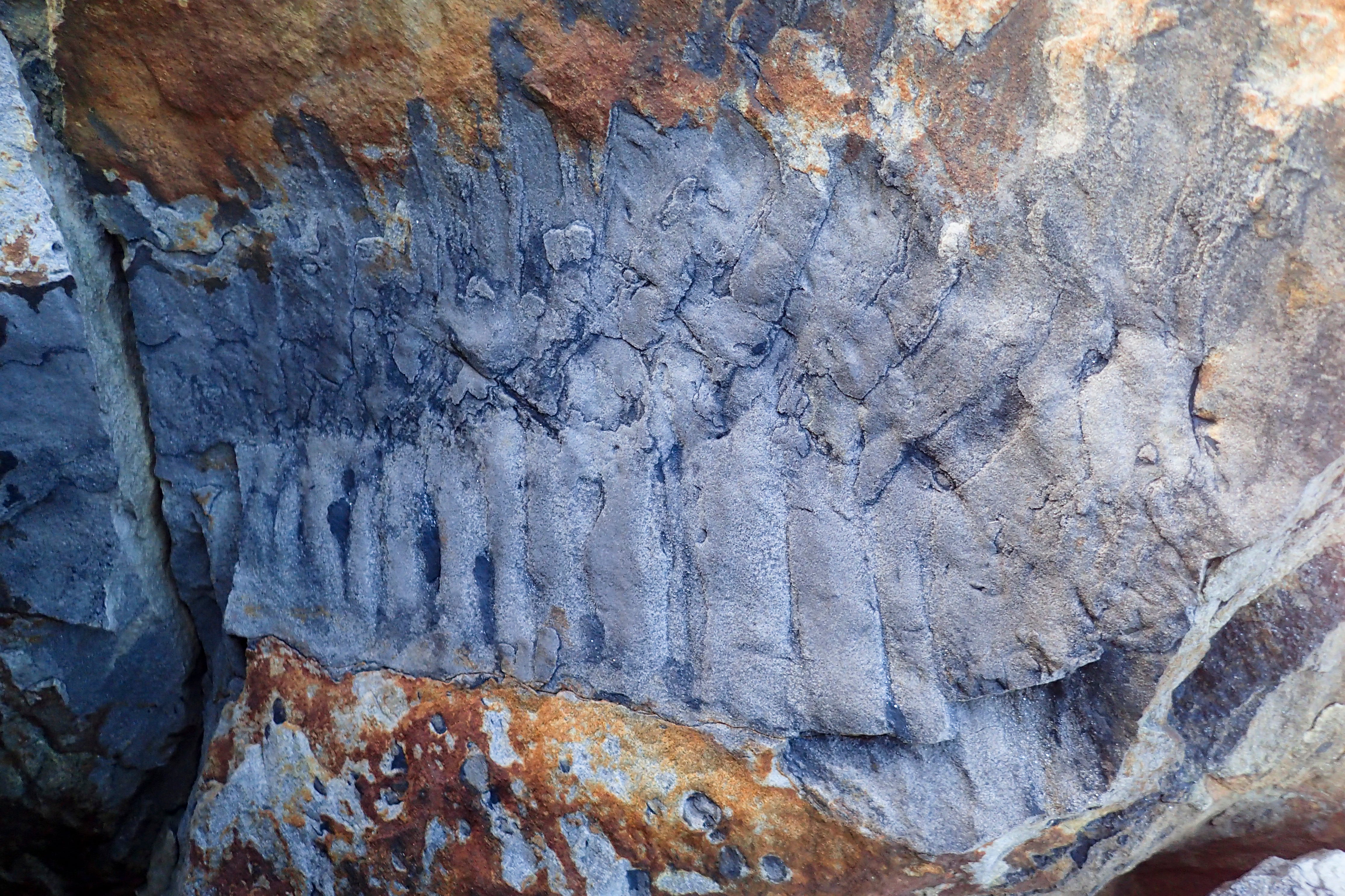 The fossil itself, found in a sandstone boulder on a beach 40 miles north of Newcastle