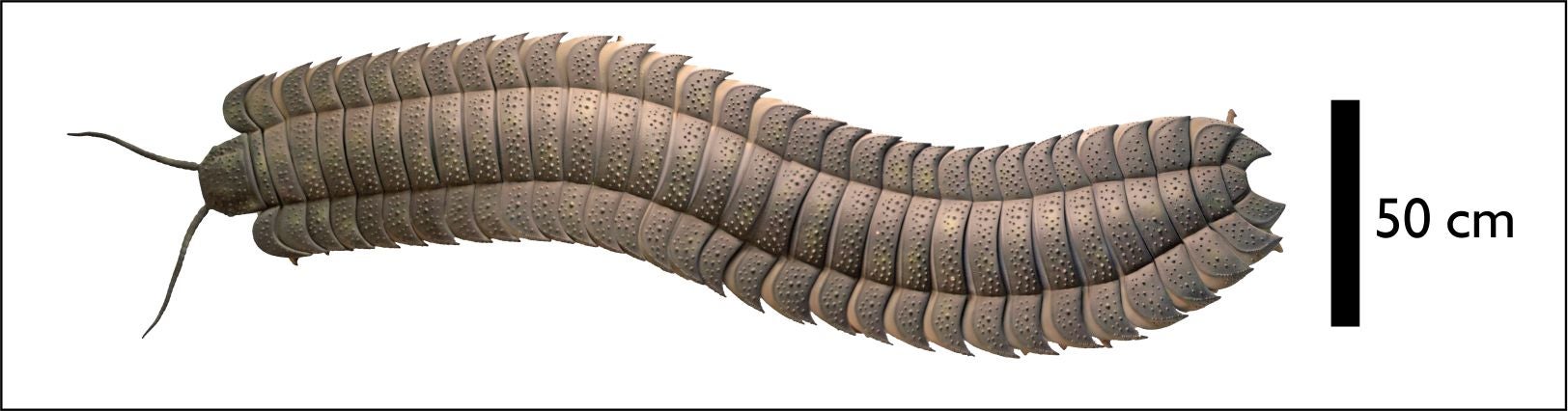 Reconstruction of the giant millipede Arthropleura, which lived in Northern England, or at least what is now northern England, 326 million years ago