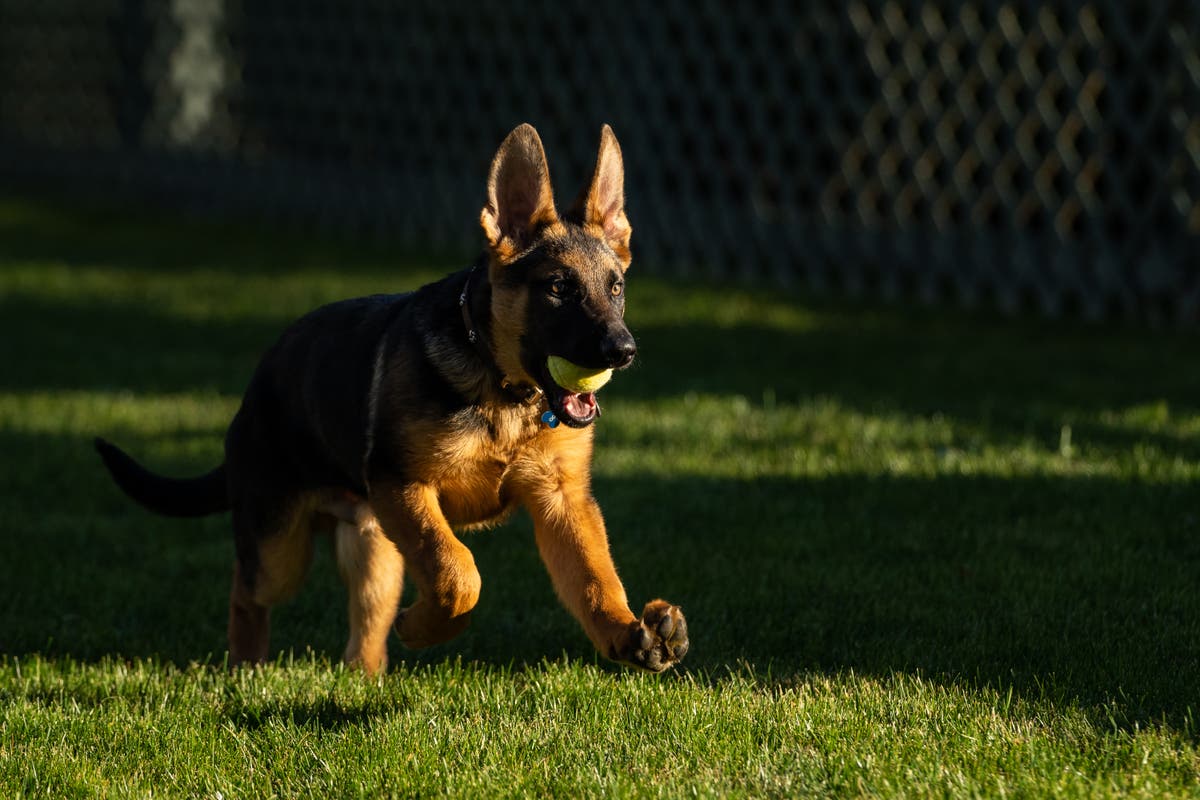 Barking news: Biden welcomes new puppy ‘Commander’ to White House Barking news: Biden welcomes new puppy ‘Commander’ to White House