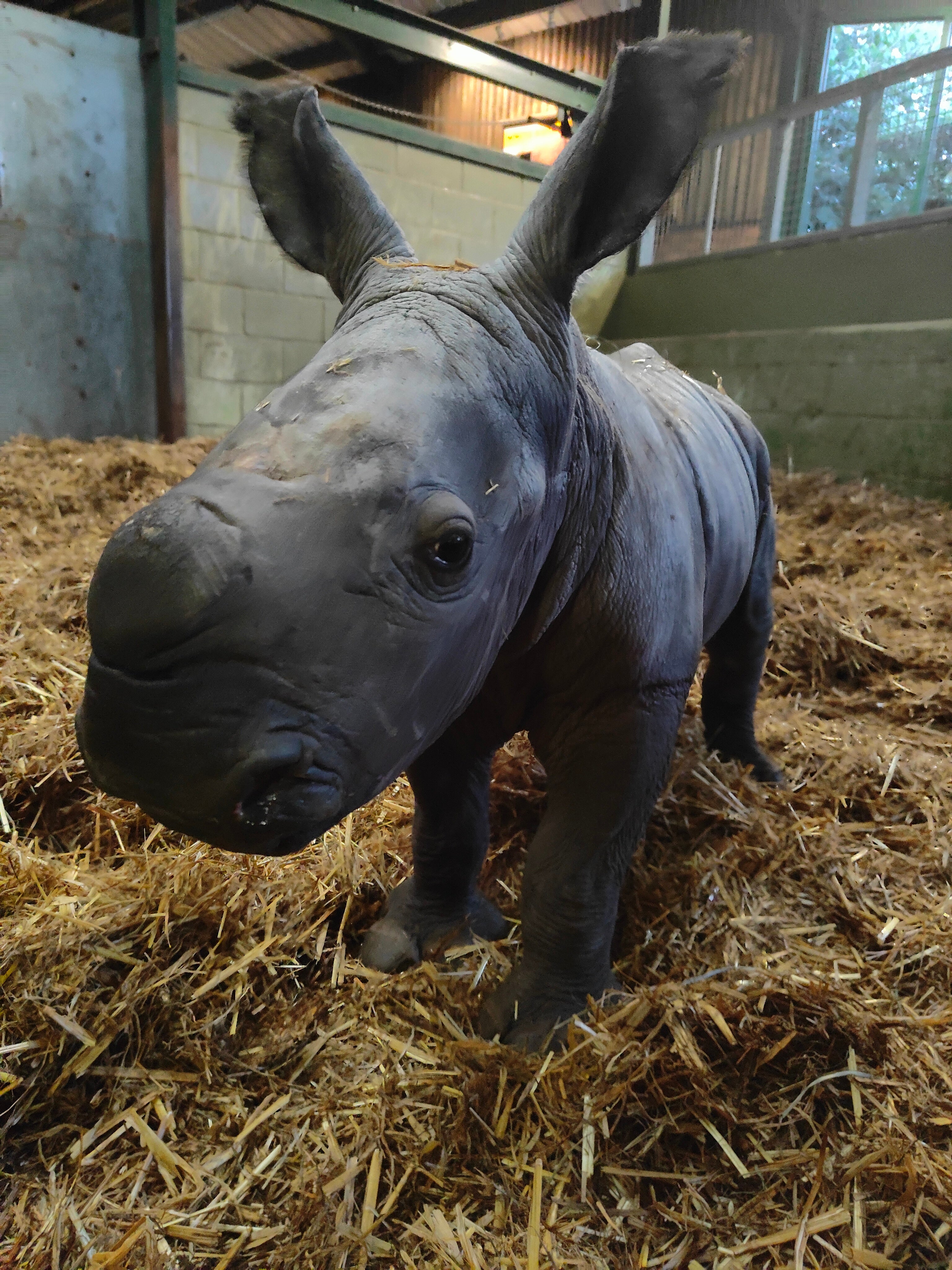 A rare baby white rhino has been born at Africa Alive near Lowestoft, Suffolk (Zoological Society of East Anglia/PA)
