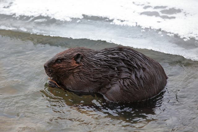 <p>Beavers in North America and Canada are rapidly spreading north, where their activities are speeding the thawing of permafrost</p>