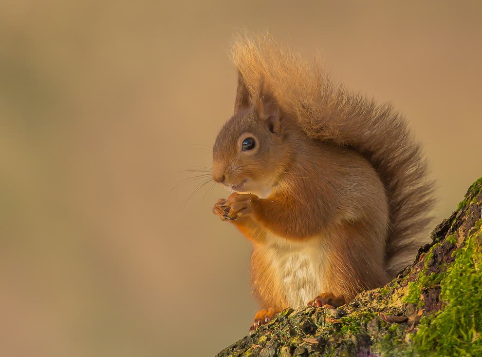 £1.1m ‘booster’ for campaign to save red squirrels