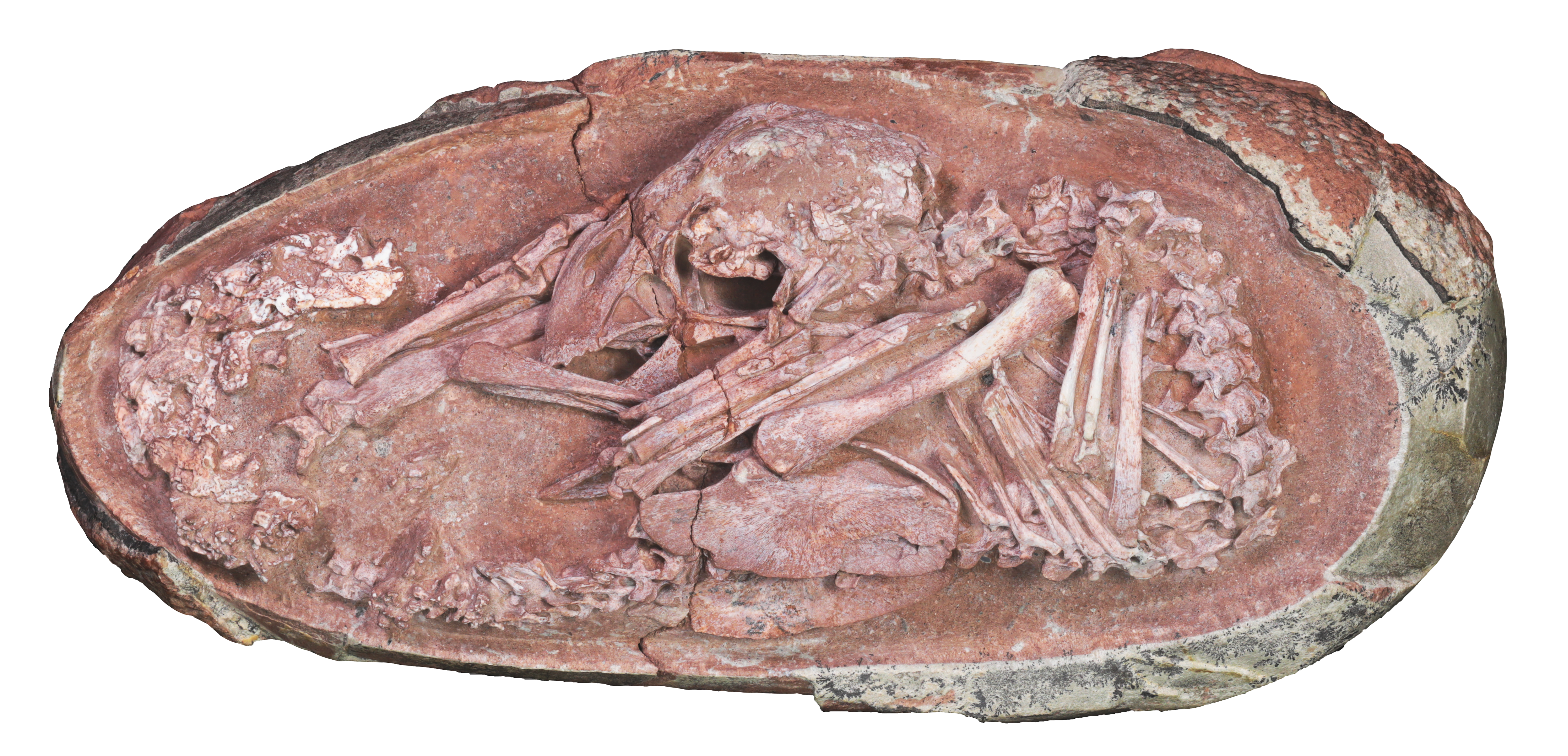 The oviraptorosaur specimen is one of the best-preserved dinosaur embryos ever reported