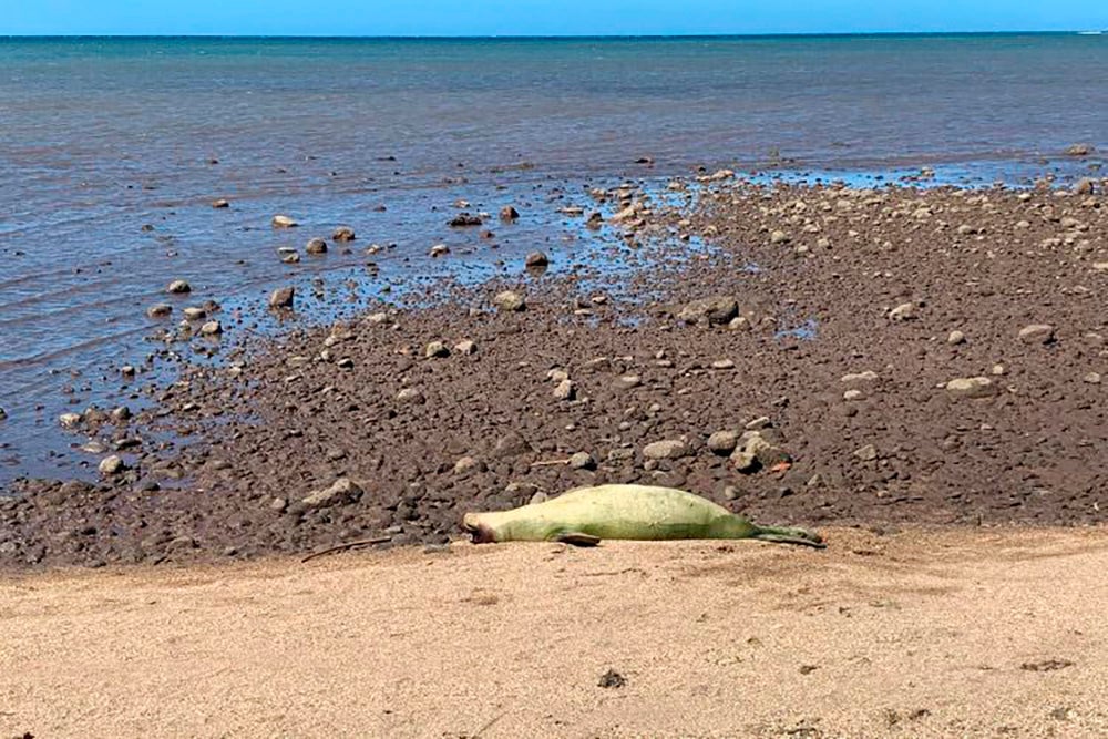 An endangered seal was shot dead