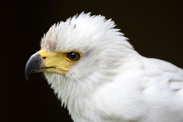 <p>Pictured here: An African Fish Eagle at the British Falconry Fair held at the National Centre for Birds of Prey at Duncombe Park in northern England on 27 June 2021 </p>