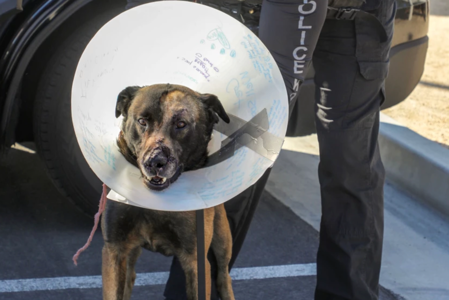 Aros, a seven-year-old Belgian Malinois, is still recovering from the injuries