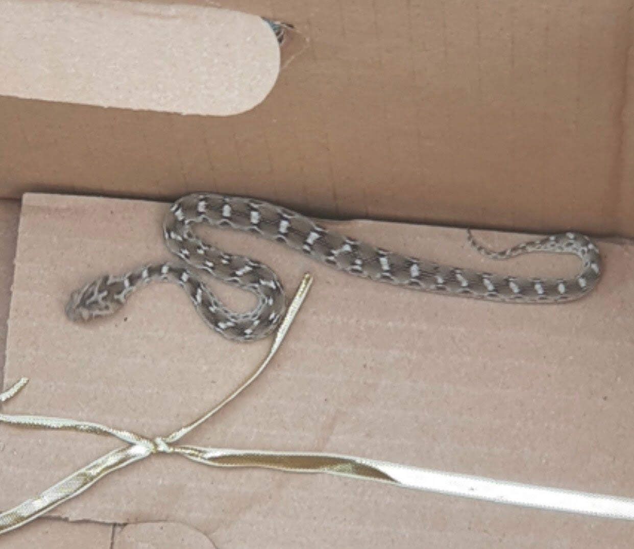 The saw-scaled viper was spotted by staff at a brick firm in Salford (RSPCA)