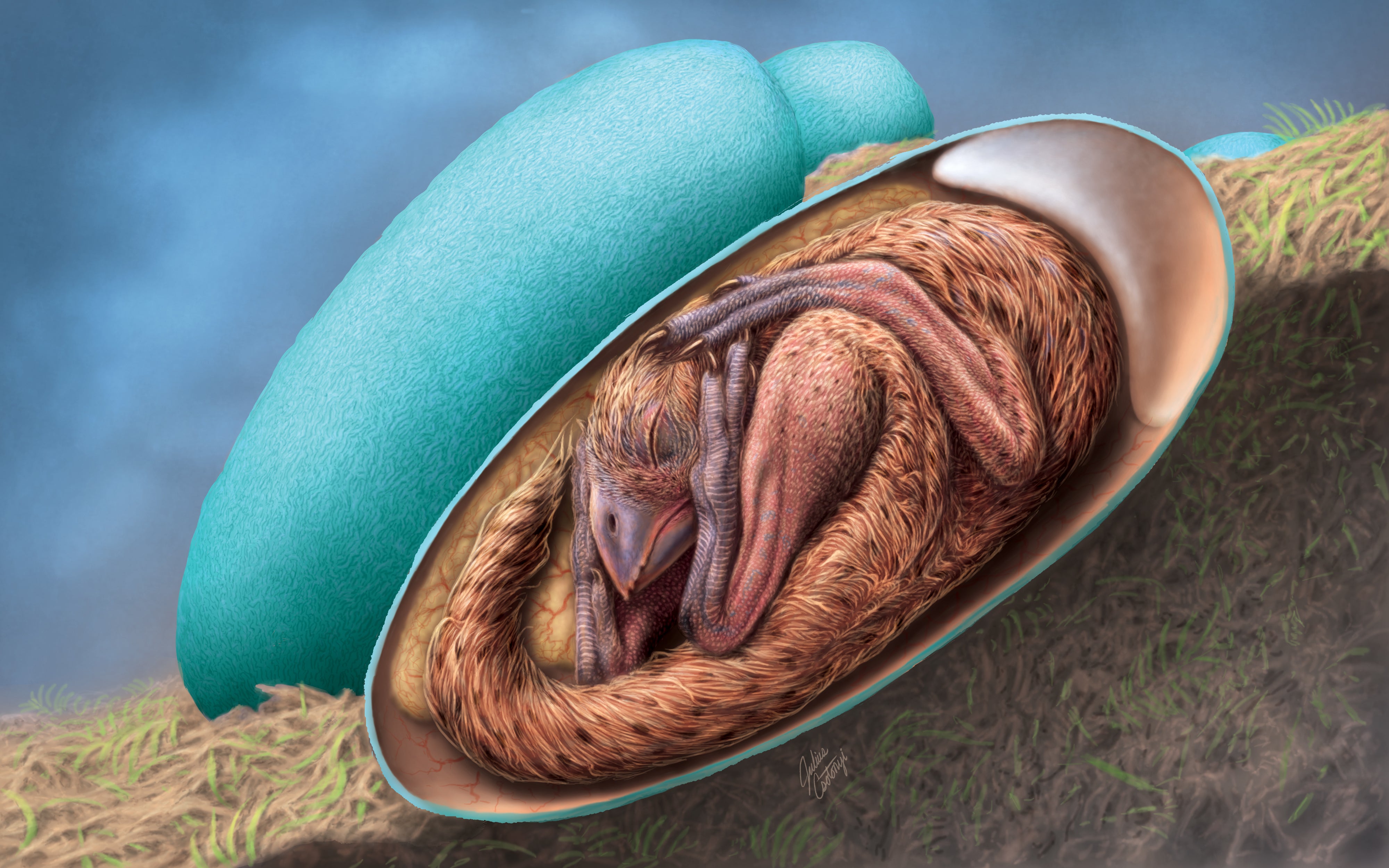 Artist’s reconstruction of a baby oviraptorid in the egg nest (Julius Csotonyi)