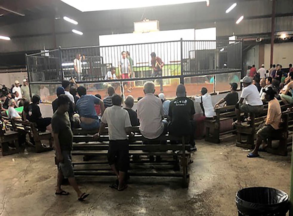 GUAM-PELEA DE GALLOS