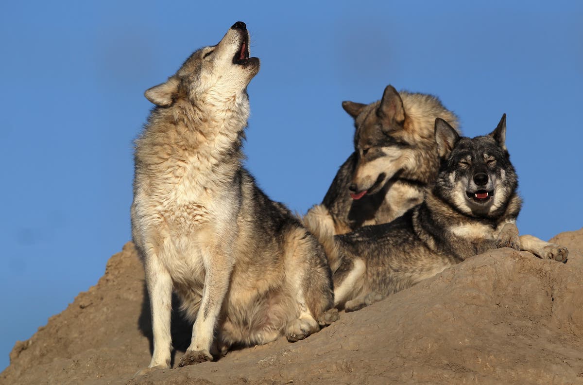 Colorado wolf pack kills cow for first time in 70 years