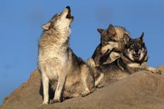 Colorado wolf pack kills cow for first time in 70 years