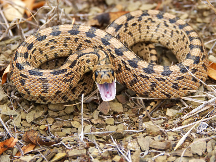 A class of toxins found in snake and mammalian venom evolved from the same ancestral gene