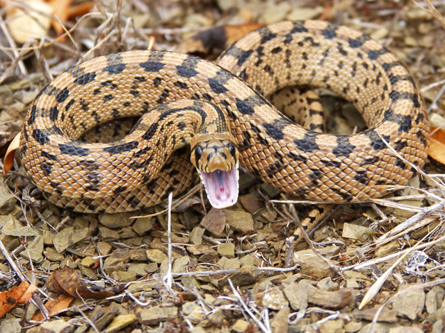 <p>A class of toxins found in snake and mammalian venom evolved from the same ancestral gene</p>