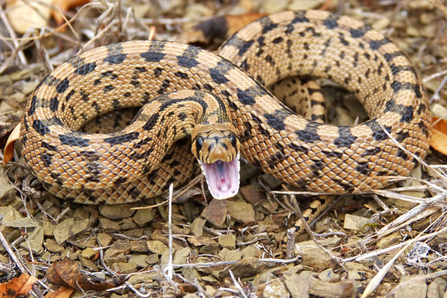 <p>A class of toxins found in snake and mammalian venom evolved from the same ancestral gene</p>