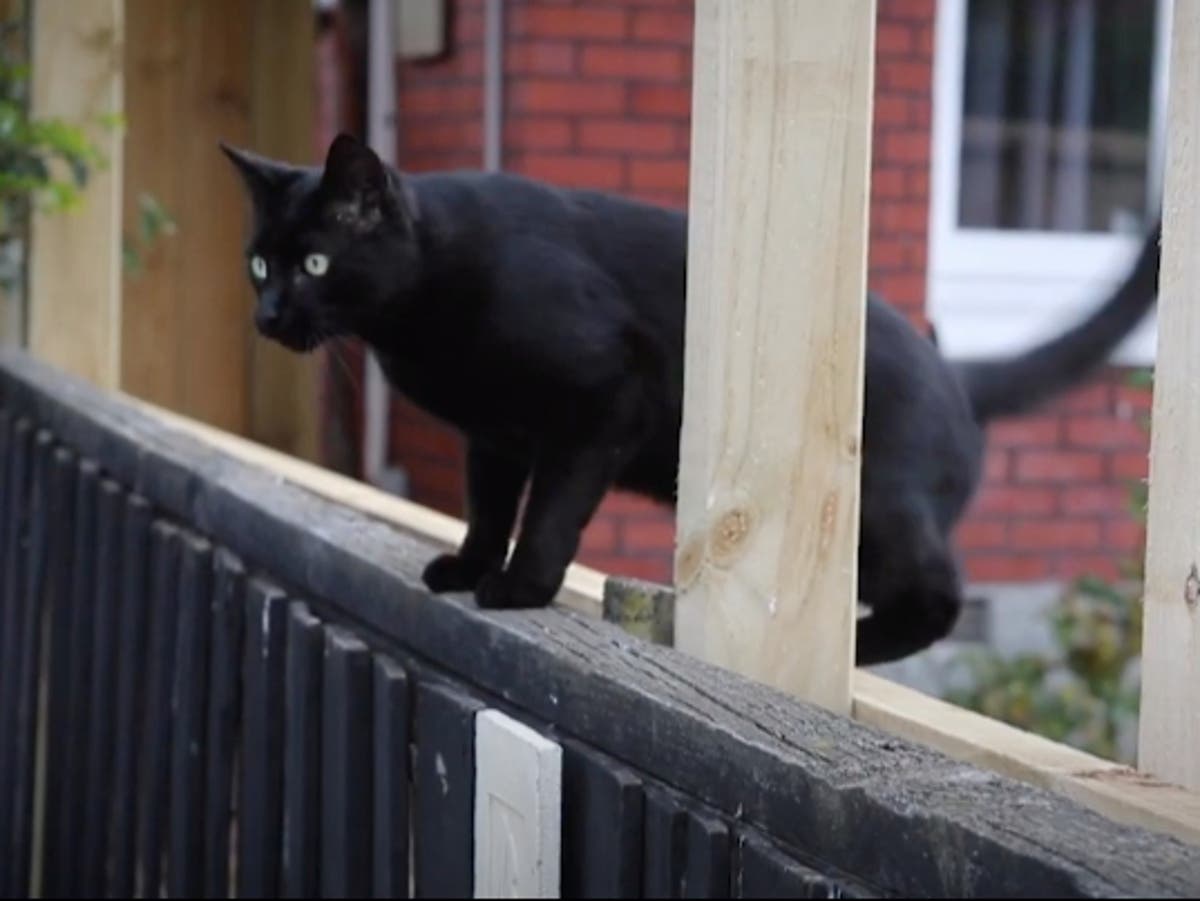 New Zealand cat exclusively steals underwear and socks from neighbours