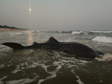 Indian fishermen guide ‘world’s largest fish’ entangled in their nets back to the sea