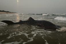 Indian fishermen guide ‘world’s largest fish’ entangled in their nets back to the sea
