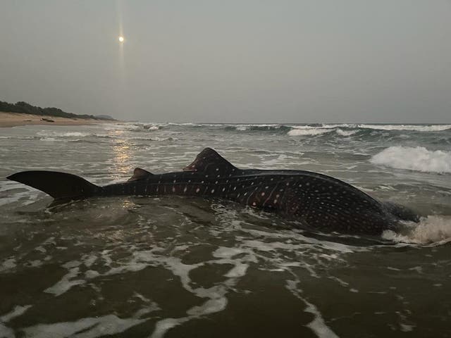 <p>The whale shark found on the Indian beach is known as the world’s largest fish, officials said </p>