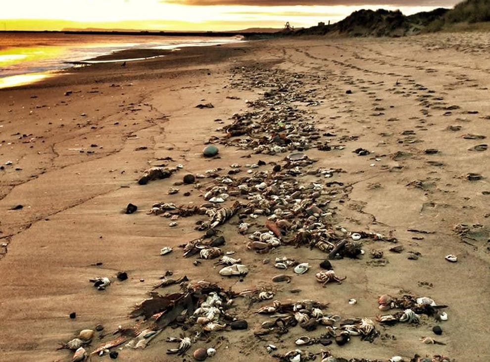 Hundreds of dead crabs on the beach at Seaton Carew, Hartlepool