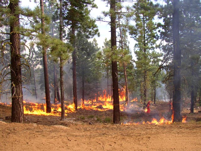 <p>Controlled burning of natural environments such as forests could help save the planet, according to new research</p>