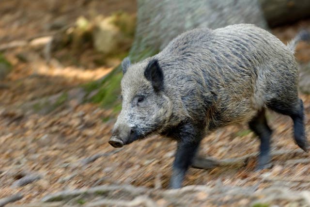 <p>Boars are increasingly a problem in Spain</p>