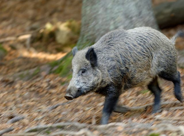 <p>Boars are increasingly a problem in Spain</p>