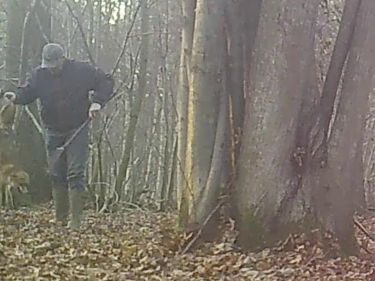 Hidden camera shows man stab fox with pitchfork in ‘torture’ attack