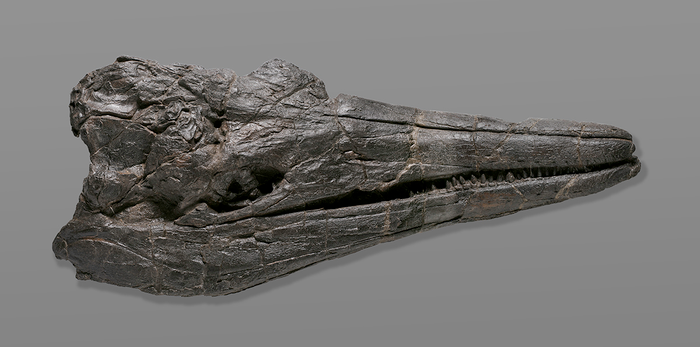 Skull of the first giant creature to ever inhabit the Earth, the ichthyosaur “Cymbospondylus youngorum” currently on display at the Natural History Museum of Los Angeles County (NHM)