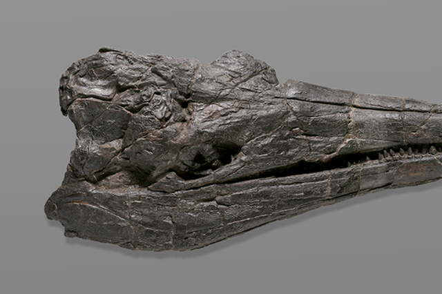 <p>Skull of the first giant creature to ever inhabit the Earth, the ichthyosaur “Cymbospondylus youngorum” currently on display at the Natural History Museum of Los Angeles County (NHM)</p>